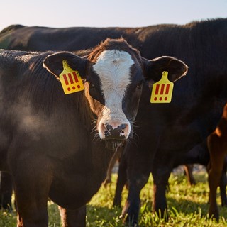 MSCHF Angus the cow