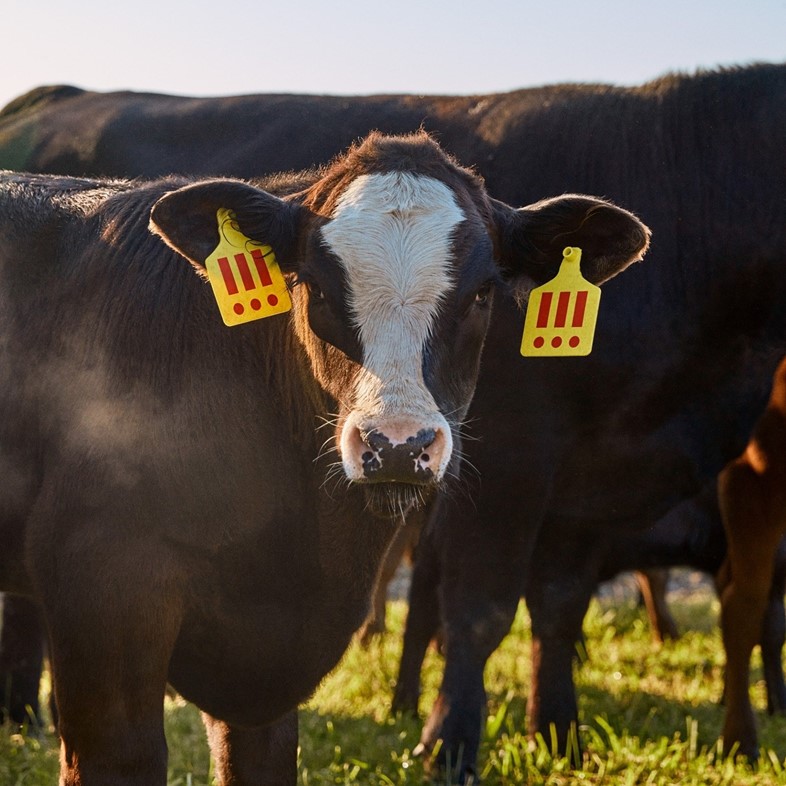 MSCHF Angus the cow