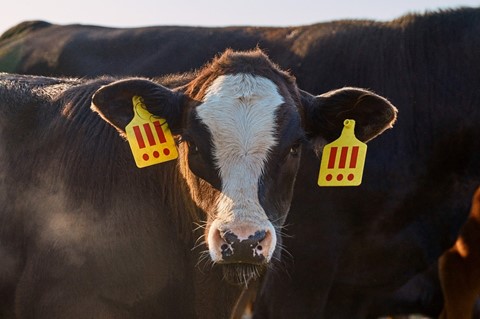 MSCHF Angus the cow